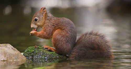 Beautiful red squirrel eating nut at stone in the water then jumps away.