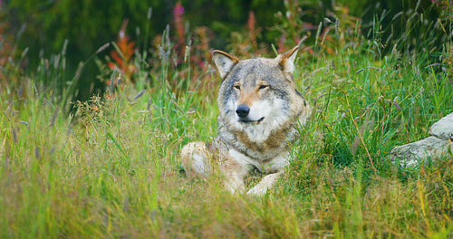 Beautiful adult male grey wolf rests in the grass