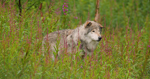 Old male grey wolf looking for enemies in beautiful green nature