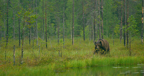 Wild adult brown bear walking in the forest while raining