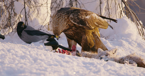 Large golden eagle eats on a dead fox in the mountains at winter