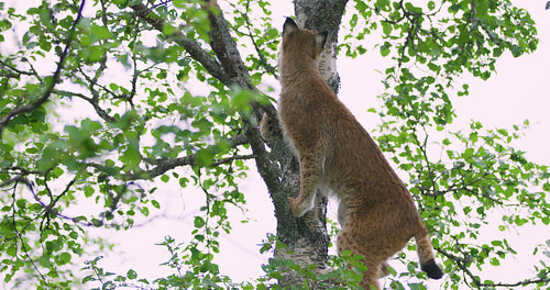 Cute and playfull lynx cat cub climbing in a tree in the forest