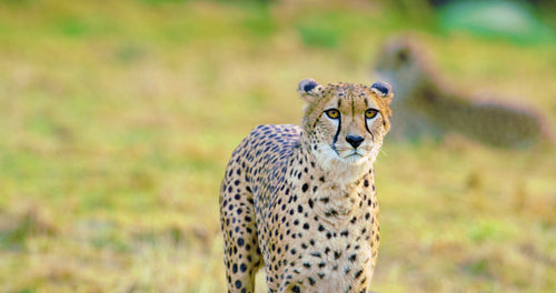 Cheetah mother with cubs looks after enemies or prey
