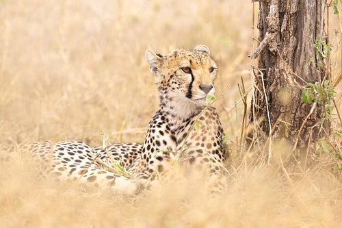 Beautiful cheetah rests at the savannah in Serengeti