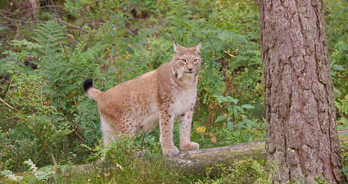 Alert and scared lynx cat standing in the forest looking for danger