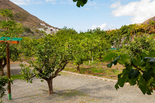 Organic Orange Plantation at Farm in Gran Canaria