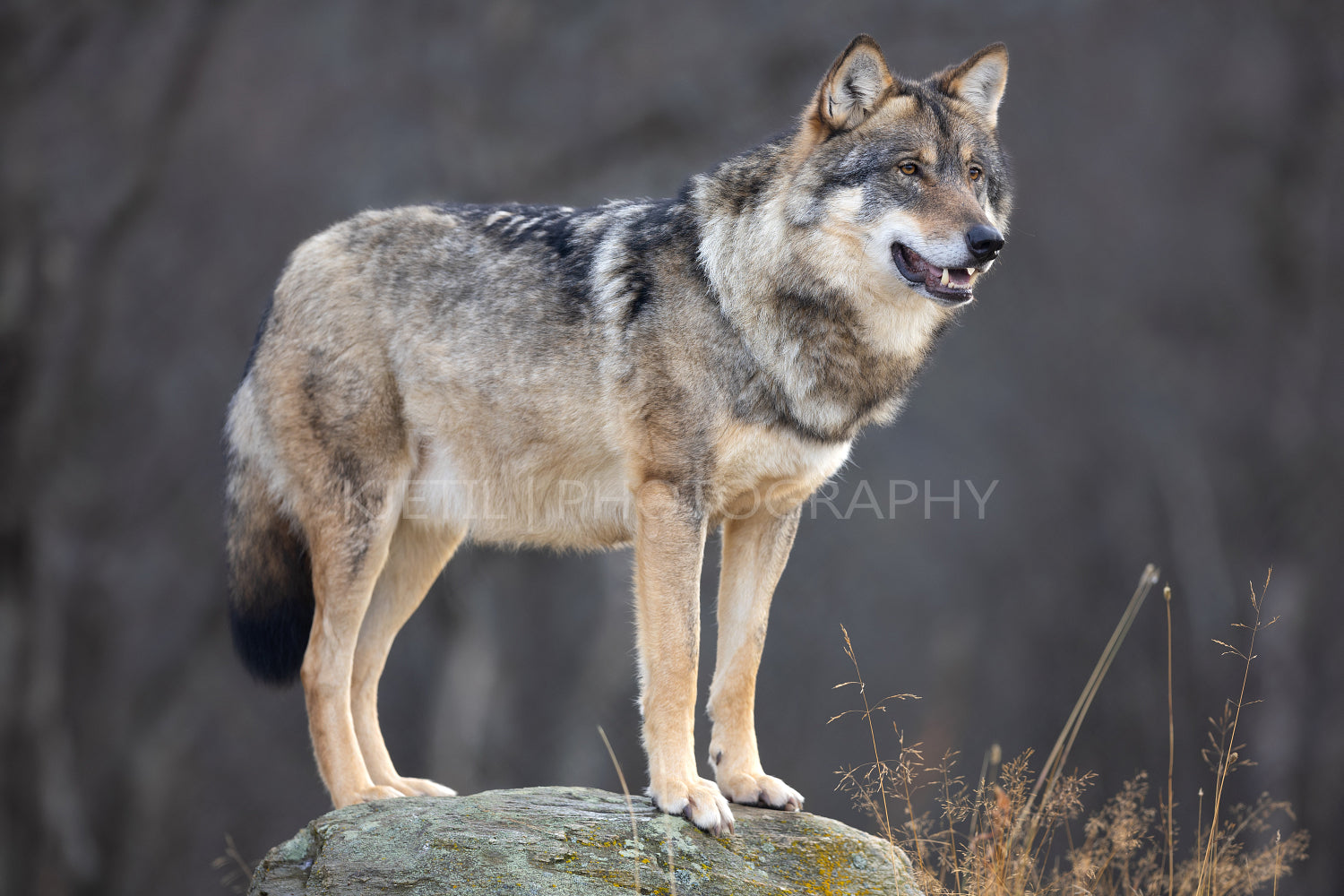 Portrait of a large male grey wolf standing on a rock looking for prey