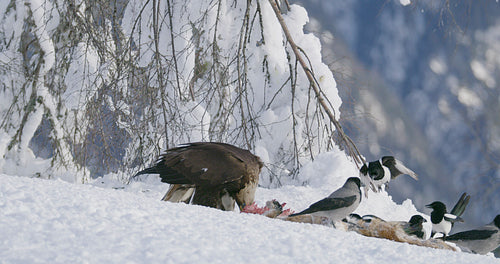 Beautiful golden eagle eating on a dead fox in mountains at winter