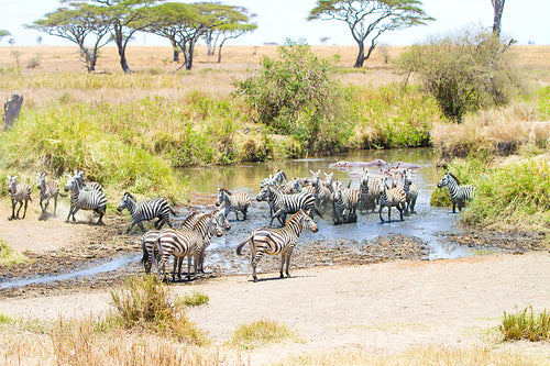 Zebras drinks water in Serengeti