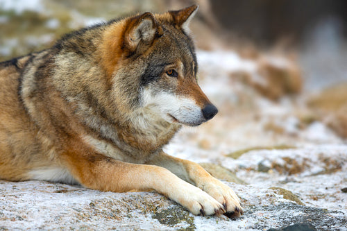 Beautiful wolf rests in the forest in early winter