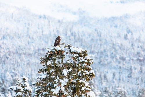Golden Eagle Perched on Snowy Tree in Nordic Forest