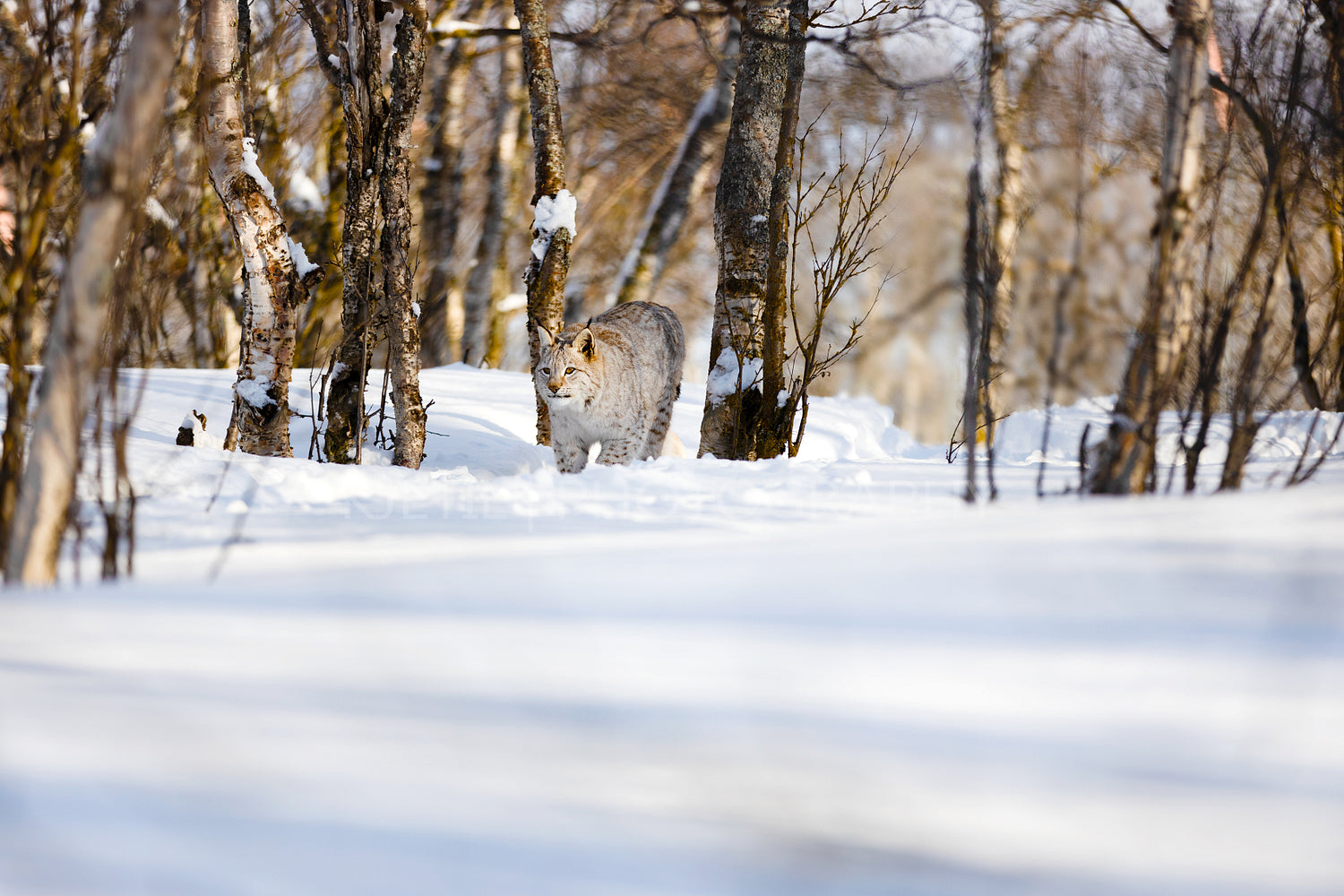Eurasian lynx strolling on snow amidst bare trees