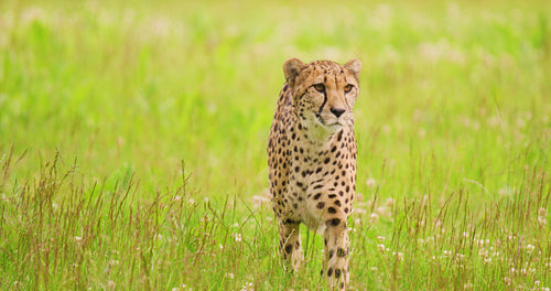 Alert cheetah walking on grassy field in forest