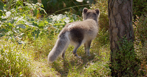 Cute arctic polar fox cub walking at forest floor in the early winter
