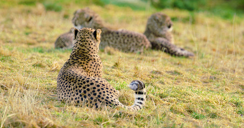 Cheetah mother with cubs looks after enemies