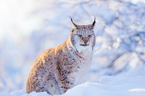 Close-up of proud lynx cat in the winter sunset