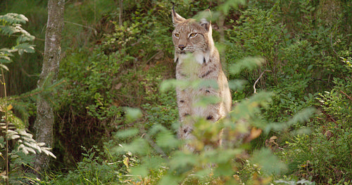 Portrait of a lynx sitting in lush summer forest looking for prey
