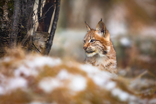 Eurasian lynx in the forest at winter looking for prey