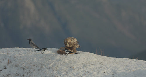 Large golden eagle looking out for rivals in beautiful mountains at winter