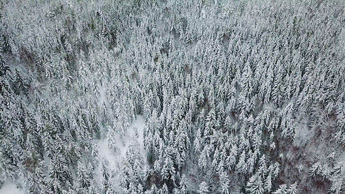 High flying camera tilting up over large woods in the cold winter