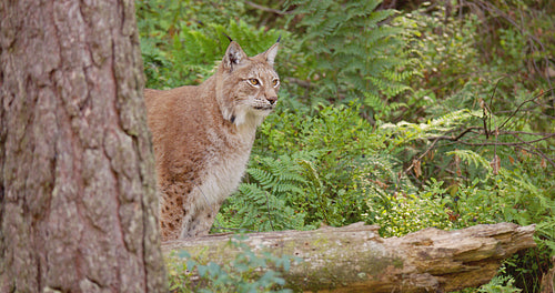 Close-up portrait of european lynx sitting behind a tree in the forest