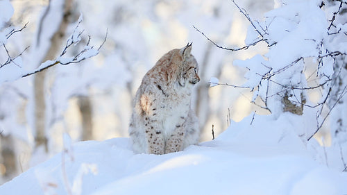 Lynx cub in the cold winter forest