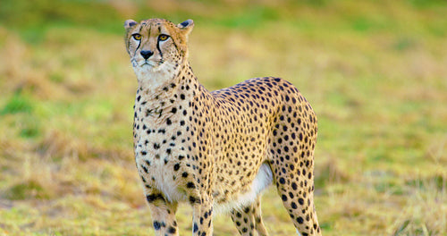 Close-up of adult cheetah looking after enemies