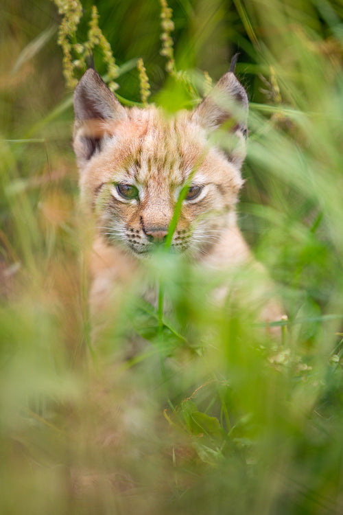 Cute young lynx cub sitting in the grass