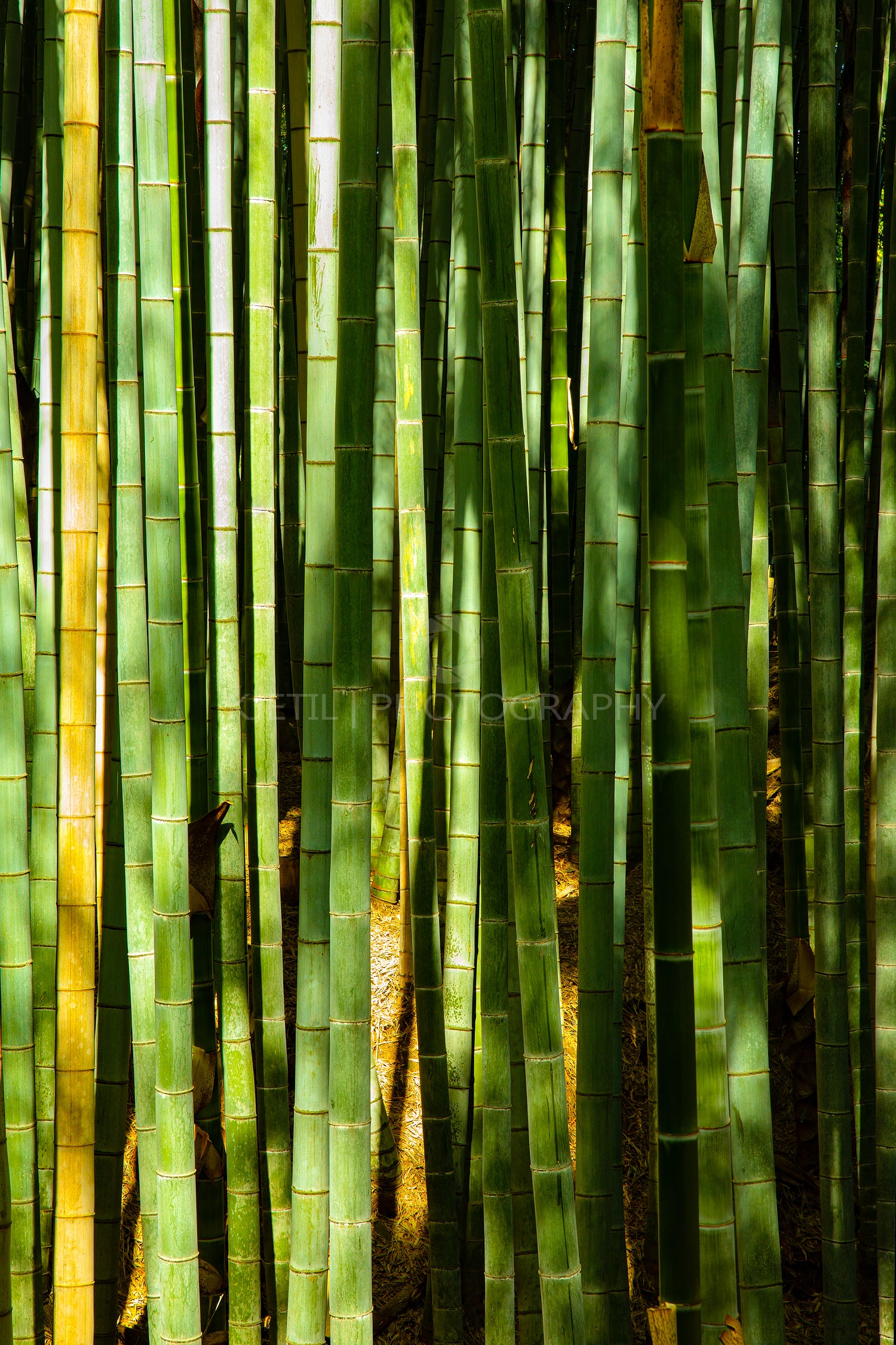 Bright Green Bamboo Tree Tops by Quiet Space Photo Studio LLC