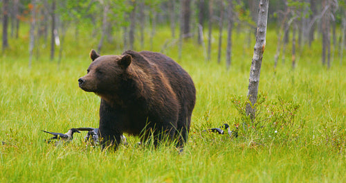 Large adult brown bear walking in the forest while birds flying in the back