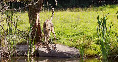 Adult cheetah walking and then peeing on a tree near the water