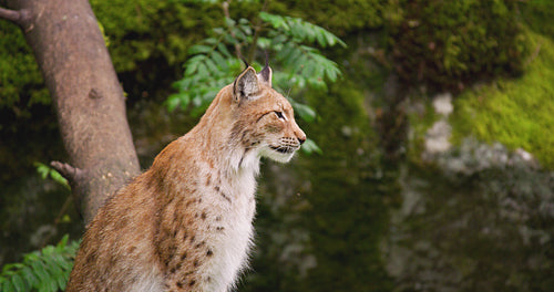 Alert lynx sitting in forest