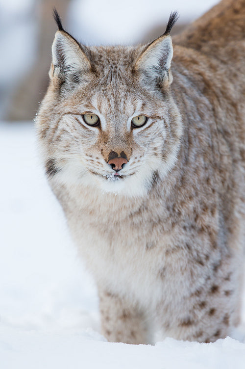 Beautiful lynx waling in the snow