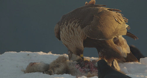 Close-up of beautiful golden eagle eating on dead fox in the mountains at winter