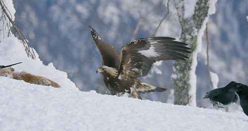 Aggressive golden eagle scaring away crows and magpies from prey at mountain in the winter