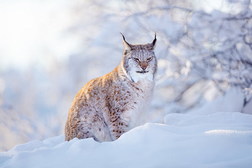 Eurasian Lynx in Snowy Scandinavian Forest an Beautiful Evening