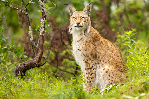 Eurasian lynx sitting on grass and looking at camera