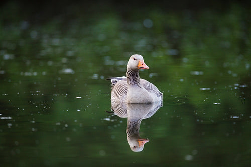 Greylag Goose in Water