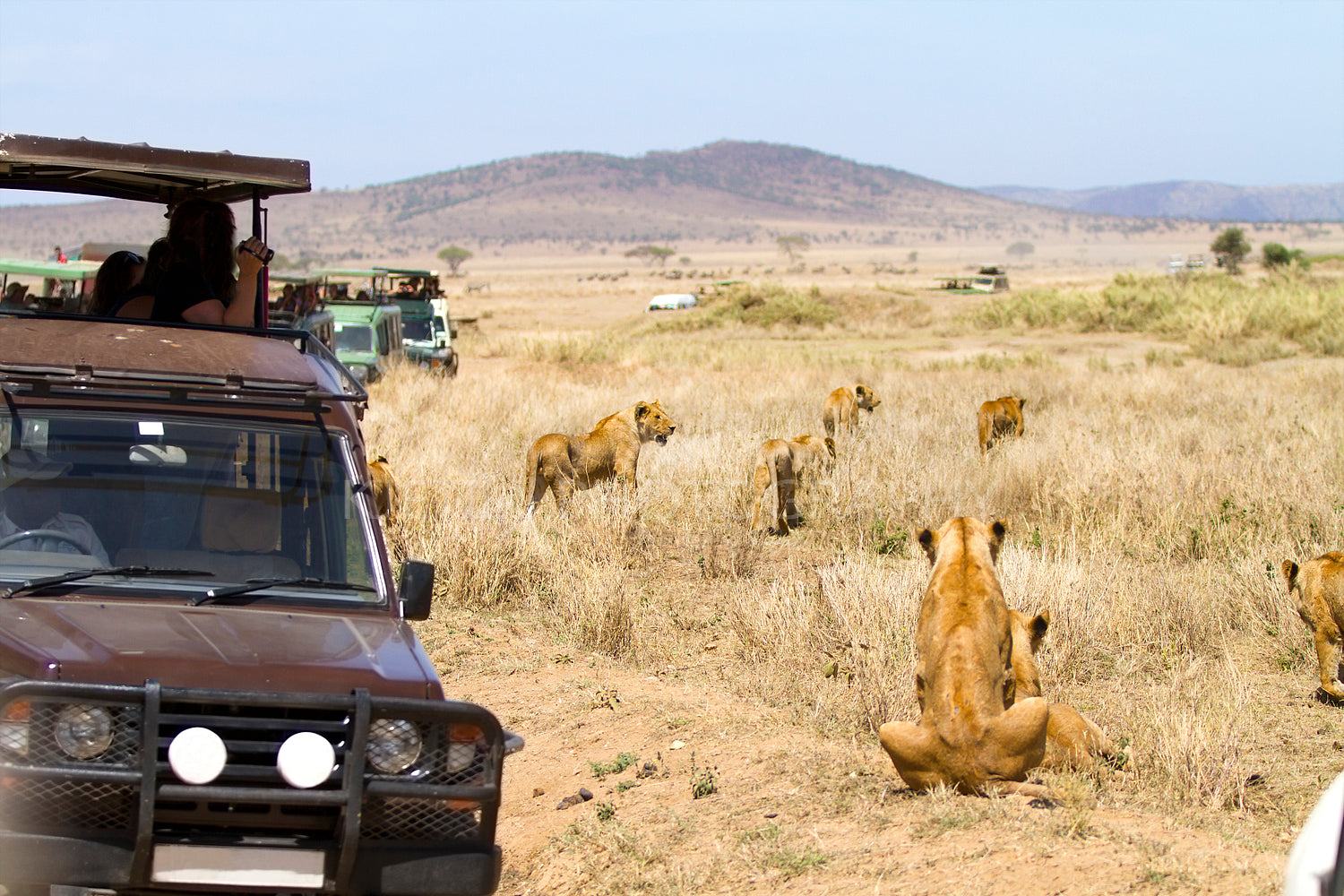 Wildlife safari tourists on game drive