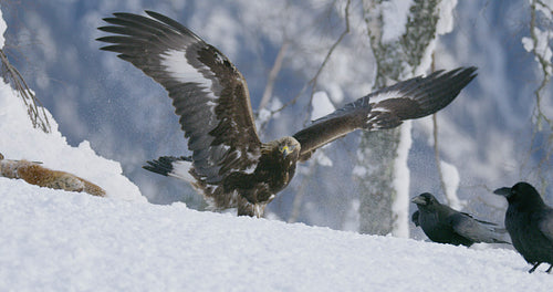 Aggressive golden eagle scaring away crows and magpies from prey at mountain in the winter