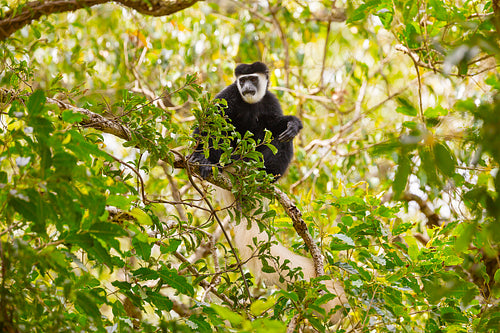 Black and white colobus monkey sitting on tree branch in lush green forest, Tanzania