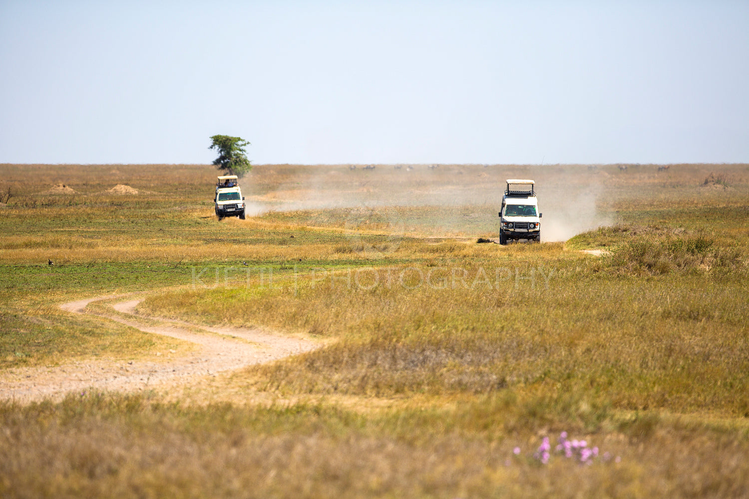 Safari tourists on game drive in Serengeti