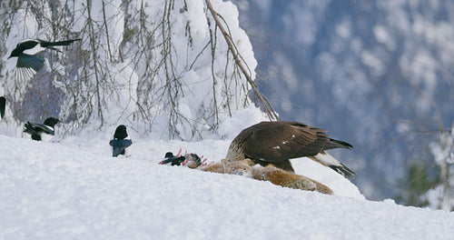 Brutal golden eagle tear off meat from dead fox in the mountains at winter