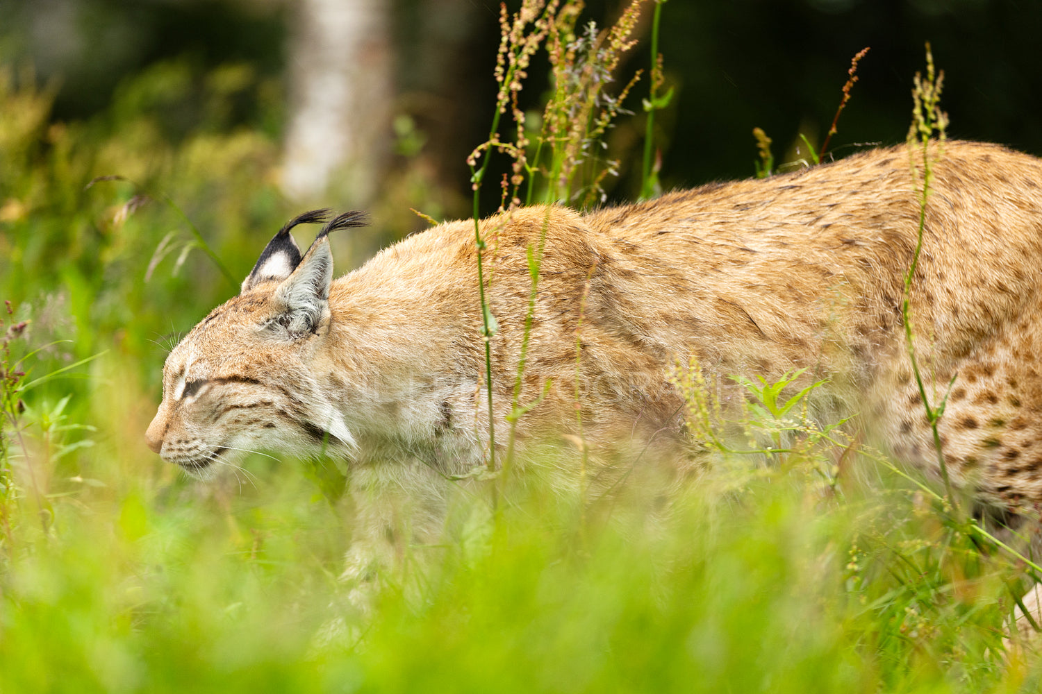 Lynx prowling through lush green grass in a Scandinavian forest in Norway, capturing the essence of wildlife and nature's beauty in the Nordic wilderness