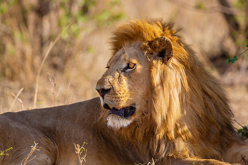 Majestic lion resting in the wild savanna of Serengeti, Tanzania