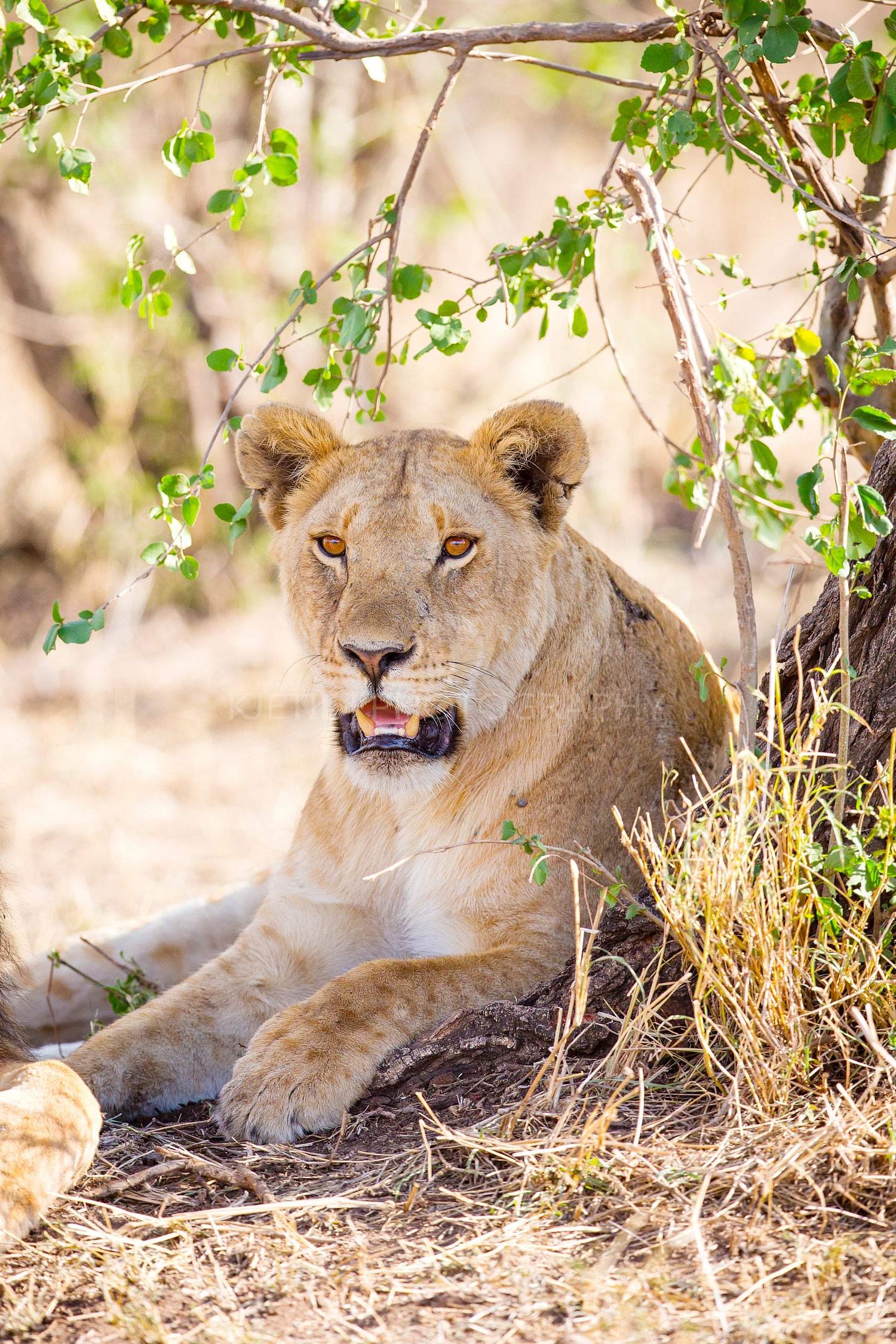 African lioness rests in the shadow