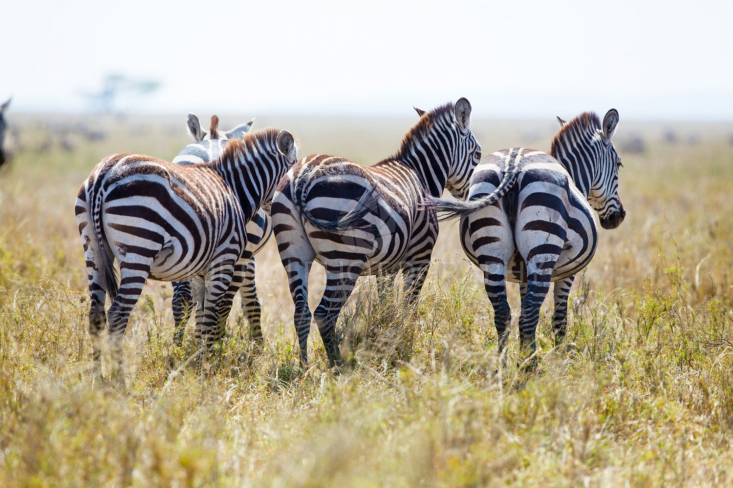 Three zebras from behind