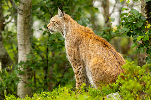 Wild lynx rests in Scandinavian forest during summer, side profile view