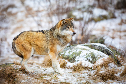 One scared wolf in the forest in early winter