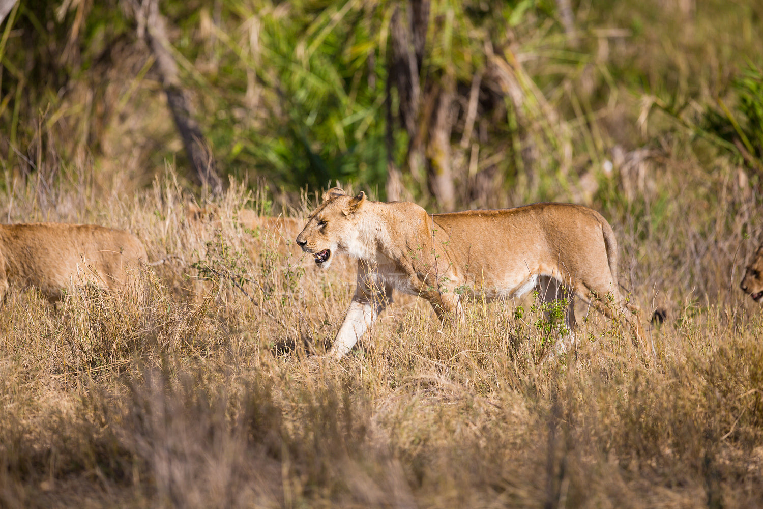 Pride of lions walking in Africa